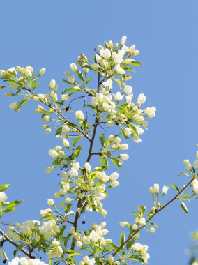 Mavi gökyüzünde yeşil yaprakları olan bir elma ağacının beyaz çiçekleri.