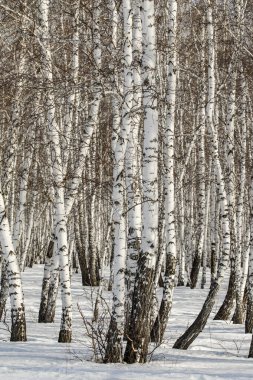 Huş ağacı orman kış manzarası.