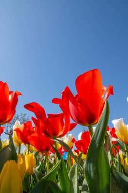 Mavi gökyüzüne karşı lale çiçekleri, alt görünüm, kırmızı, beyaz ve sarı.