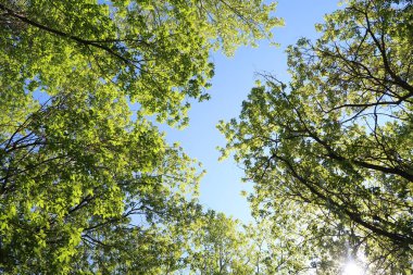Mavi gökyüzü, bahar doğa karşı aşağıda ağaçlar görünümü yeşil yaprakları.