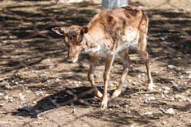 Kuru zemin yaz geyik.