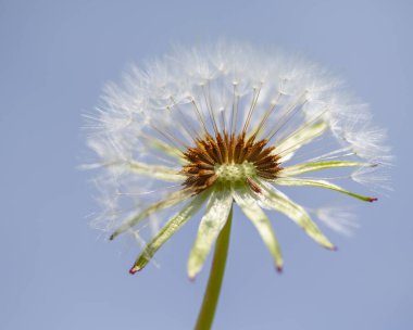 Bulanık arka planda beyaz kabarık karahindiba çiçeği.