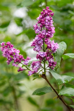 mor çiçekler leylak, bahar doğası