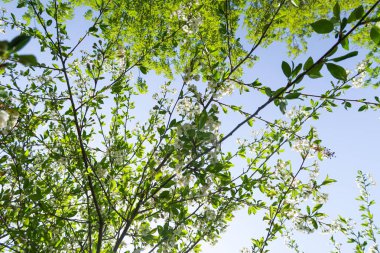Mavi gökyüzüne karşı elma kiraz beyaz çiçekler. Doğa bahar.