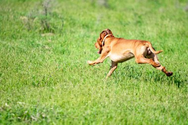 Av kırmızı köpek yeşil çim üzerinde çalışır. Yaz yeşili çayır.