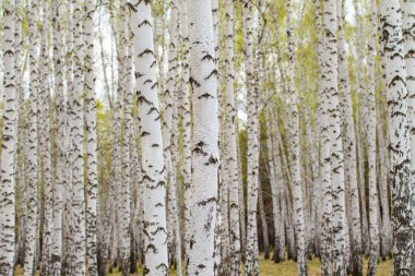 Beyaz huş ağaçları orman arka plan, bahar.
