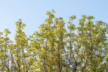 Mavi gökyüzü, yaz manzara karşı yeşil ağaçlar.