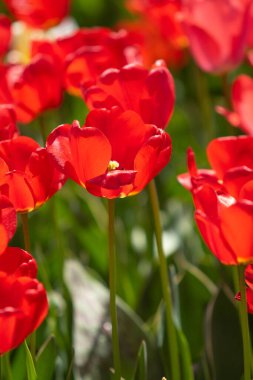 Parlak lale çiçekleri, saha doğası.