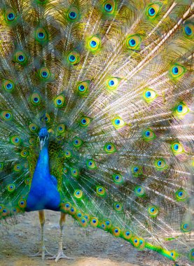 Peacock kuş güzel kuyruğunu yayıldı. Doğa kuş tavus kuşu.