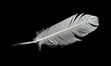 Siyah arkaplanda kuş tüyü.