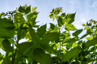 Gökyüzü yakın manzara karşı ağaçlar yeşil yaprakları
