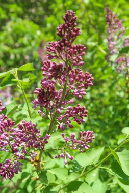 Ağaç Lila, yeşil yaprakları mor çiçekler, bahar manzara.