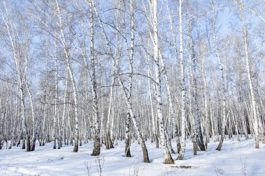 Huş ağacı orman kış manzarası.