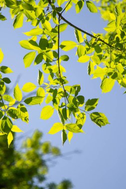 Ağaçta yeşil bir yaprak, ağaçta güneş parlıyor, yakın plan..