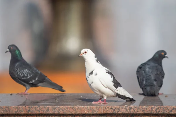 Wild Dove Sits Blurred Background Summer Nature — Stock Photo, Image