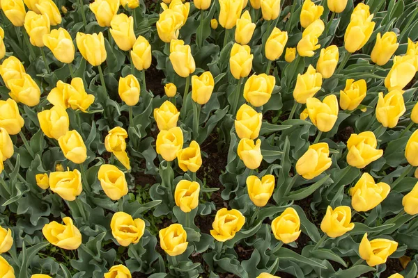 Bloemen Gele Tulpen Een Groen Veld Landschap Veld Van Bloemen — Stockfoto