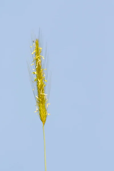 Spitze Des Wilden Weizens Gegen Den Blauen Himmel — Stockfoto