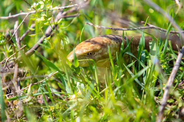 Cabeça Uma Cobra Amarela Grama Verde — Fotografia de Stock