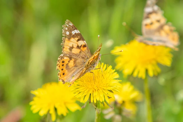 Kardborre Fjäril Från Familjen Nymphalidae Sitter Blomma Gul Mask Ros — Stockfoto