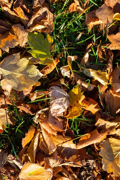 Yeşil Çimlerde Sarı Yapraklar Sonbahar Manzarası — Stok fotoğraf