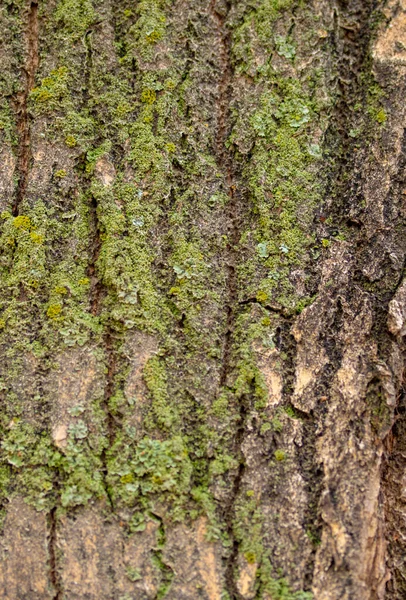 Textura Corteza Árbol Fondo Madera Gris — Foto de Stock