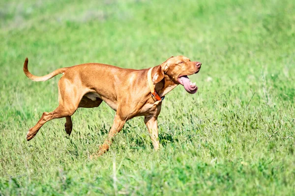 Der Jagende Rote Hund Läuft Auf Einem Grünen Gras Sommergrüne — Stockfoto