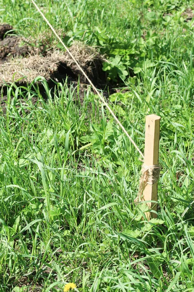 Paletto Legno Nel Terreno Con Una Corda Nell Erba Verde — Foto Stock