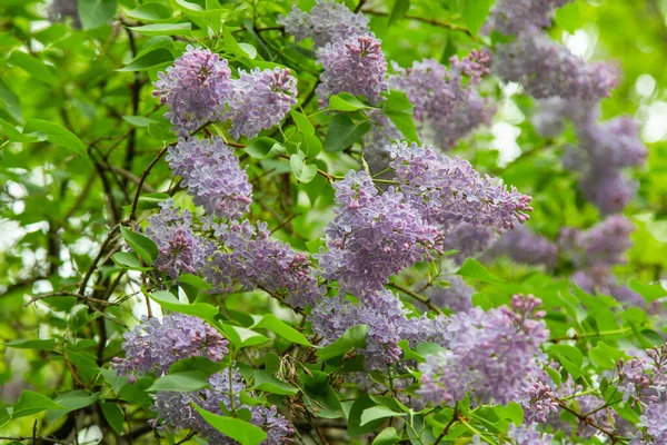 Purple Flowers Lilac Green Foliage Trees — Stock Photo, Image