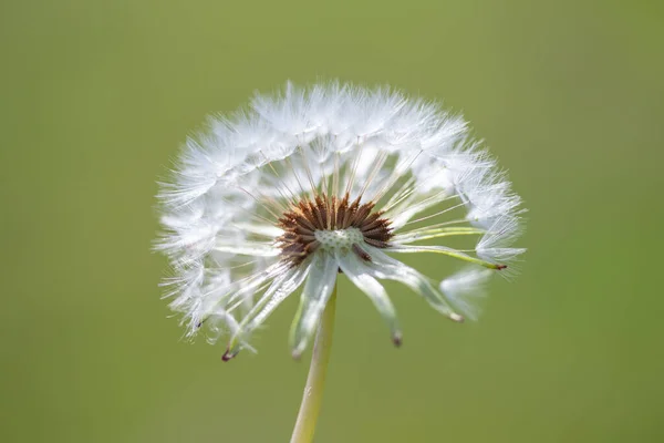 White Fluffy Dandelion Flower Blurred Background — Stock Photo, Image