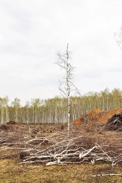 Abedul Fondo Del Bosque Derribado Nubes Cielo Destrucción Ecología Naturaleza — Foto de Stock