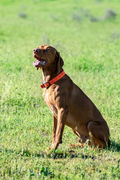 Dog Hunting Nature Green Field Summer — Stock Photo, Image