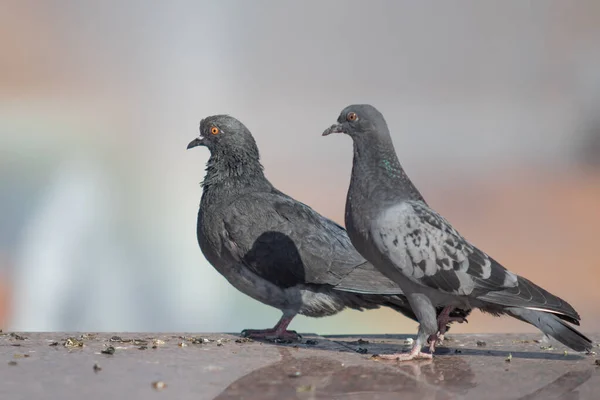 Wilde Taube Sitzt Verschwommener Hintergrund Sommerliche Natur — Stockfoto