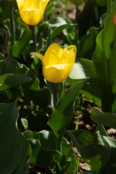 Fleurs Tulipes Lumineuses Nature Des Champs — Photo