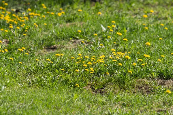 Flores Amarelas Dentes Leão Grama Verde Paisagem Primavera — Fotografia de Stock