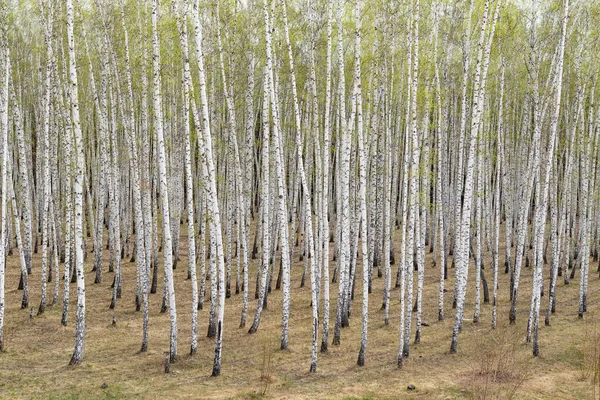 Berken Bomen Bos Gras Vroege Lente Landschap Bos Gebied — Stockfoto