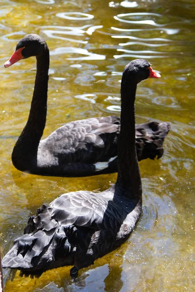 Schwarze Schwäne Schwimmen Wasser Sommerteich — Stockfoto