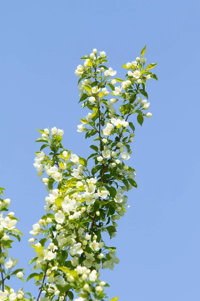 Flores Blancas Manzano Con Hojas Verdes Contra Cielo Azul — Foto de Stock