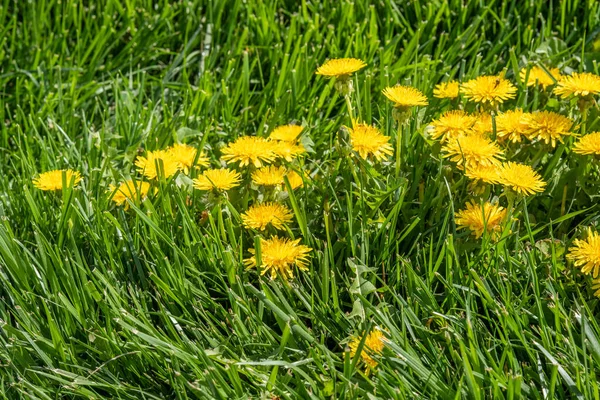 Žloutlá Květina Zelené Trávě Jarní Scenérie — Stock fotografie