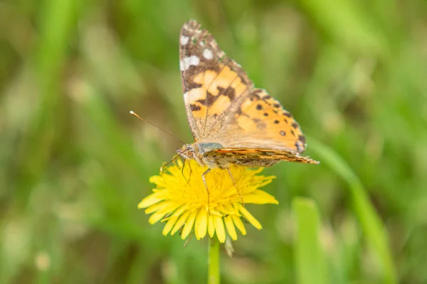 Kardborre Fjäril Från Familjen Nymphalidae Sitter Blomma Gul Mask Ros — Stockfoto