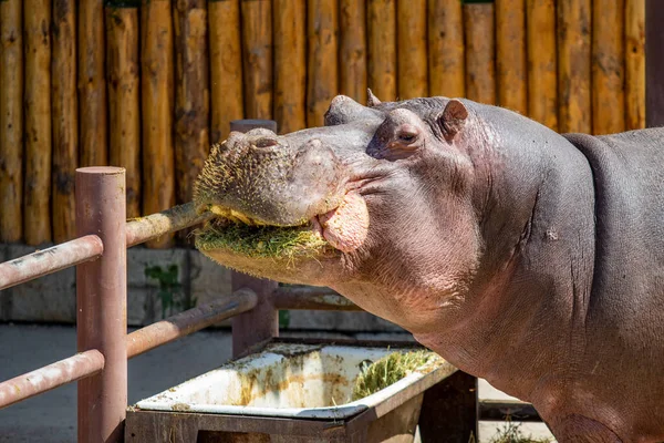 Retrato Hipopótamo Comiendo Hierba — Foto de Stock