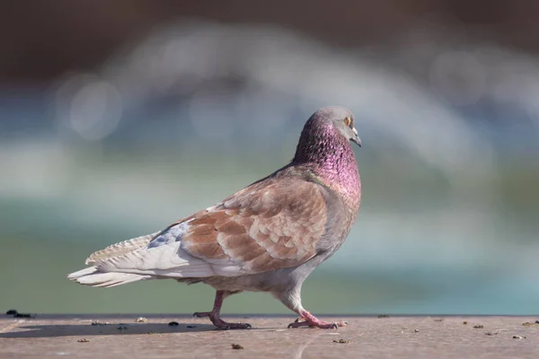 Wild Dove Sits Blurred Background Summer Nature — Stock Photo, Image