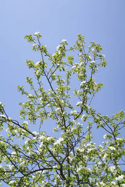 青い空に対してりんごチェリーの白い花 自然は春 — ストック写真