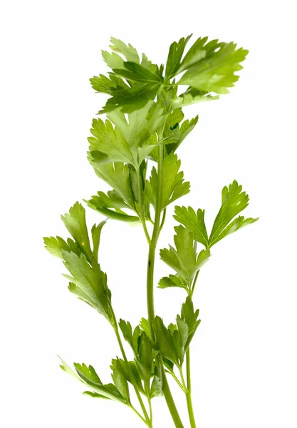 Kryddiga Gröna Växter Isolerade Vit Bakgrund Dålig Persilja — Stockfoto