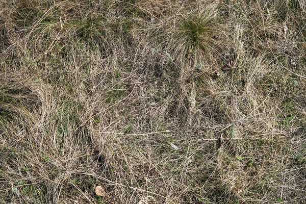 Dry Grass Spring Landscape Background — Stock Photo, Image