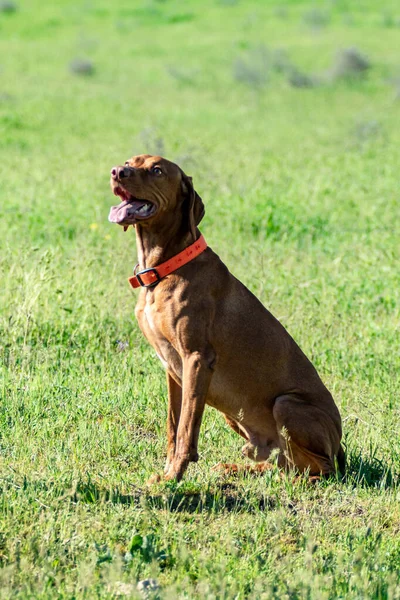 Caccia Cani Natura Campo Verde Estate — Foto Stock