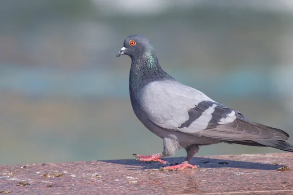 Vild Gråblå Närbild Sittande Suddig Bakgrund — Stockfoto