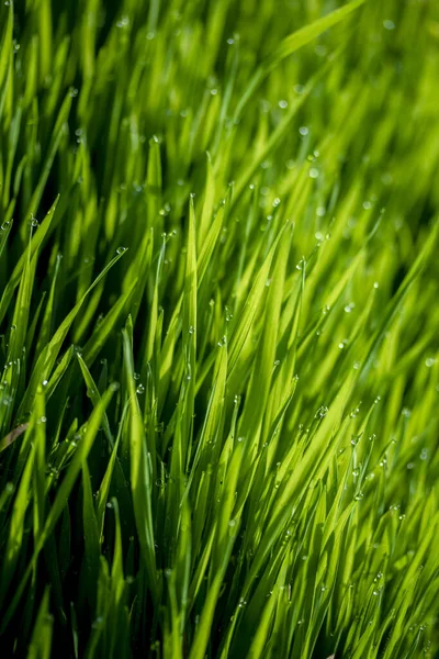 Зеленая Трава Солнце Bokeh Фон Капли Дождя — стоковое фото
