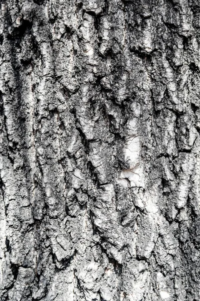 木の樹皮の木製の背景のテクスチャ — ストック写真