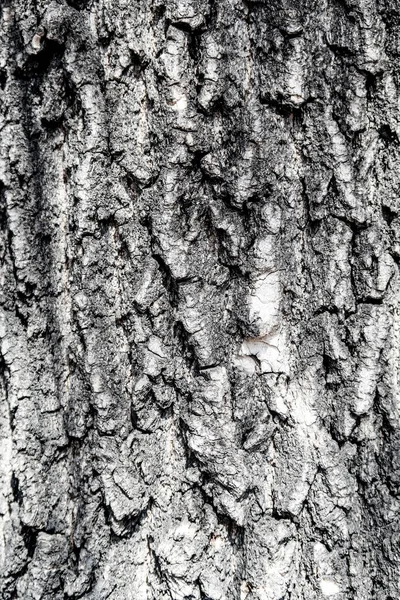 Struttura Sfondo Legno Corteccia Albero — Foto Stock