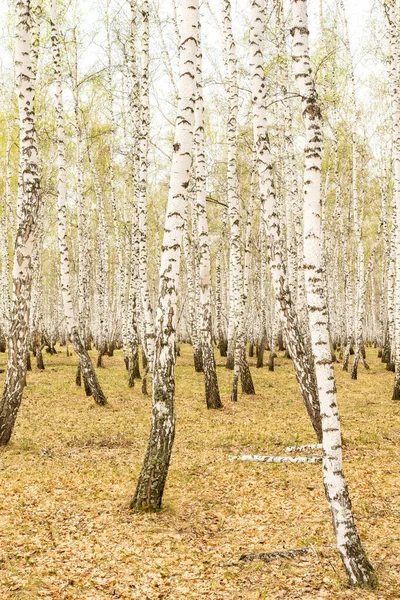 Birken Wald Gras Früh Frühling Landschaft Waldgebiet — Stockfoto